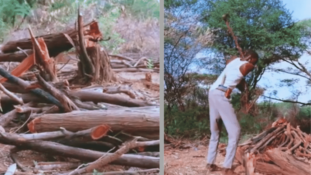 Photo 17: Cut logs in a dry landscape.
Photo 18: Wood gathered in a dry area